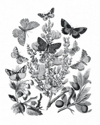 Wild Apple Portfolio - Butterfly Bouquet II Linen BW II