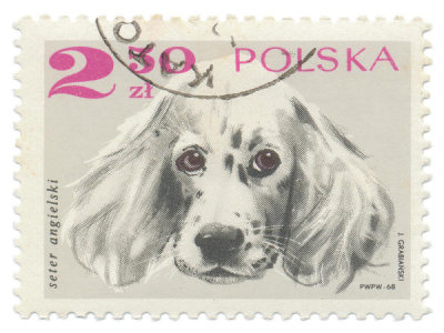 Wild Apple Portfolio - Poland Stamp IV on White