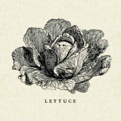 Studio Mousseau - Linen Vegetable BW Sketch Lettuce