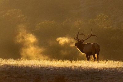 Vic Schendel - Frosty Morning Bull Elk