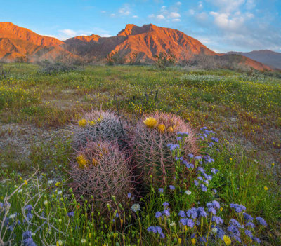 Tim Fitzharris - Desert Bluebells in spring bloom with barrel cacti, Anza-Borrego Desert State Park, California
