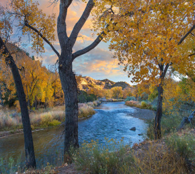 Tim Fitzharris - Cottonwood trees along the Rio Grande in autumn, Wild Rivers Recreation Area, New Mexico