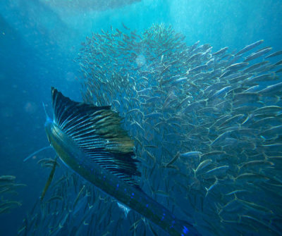 Tim Fitzharris - Atlantic Sailfish hunting Round Sardinella school, Isla Mujeres, Mexico
