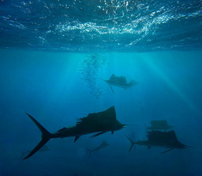Tim Fitzharris - Atlantic Sailfish group hunting Round Sardinella school, Isla Mujeres, Mexico