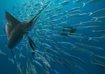 Tim Fitzharris - Atlantic Sailfish group hunting Round Sardinella school, Isla Mujeres, Mexico
