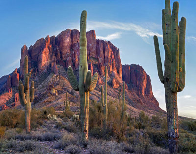 Tim Fitzharris - Saguaro cactii, Superstition Mountains, Lost Dutchman State Park, Arizona