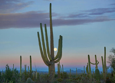 Tim Fitzharris - Saguaro cactii and moon, Saguaro National Park, Arizona