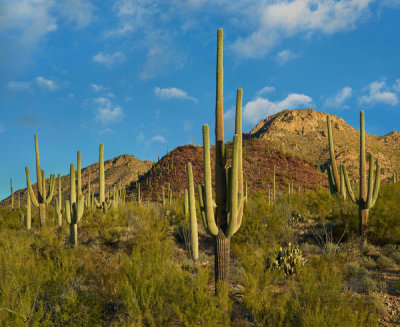 Tim Fitzharris - Saguaro cactii in desert, Tucson Mountains, Saguaro National Park, Arizona