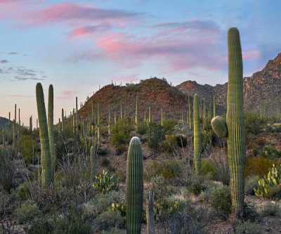 Tim Fitzharris - Saguaro cactii, Tucson Mountains, Saguaro National Park, Arizona