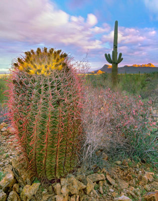 Tim Fitzharris - Saguaro and Giant Barrel Cactus, Saguaro National Park, Arizona
