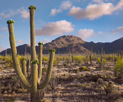 Tim Fitzharris - Saguaro cactus blooming, Saguaro National Park, Arizona