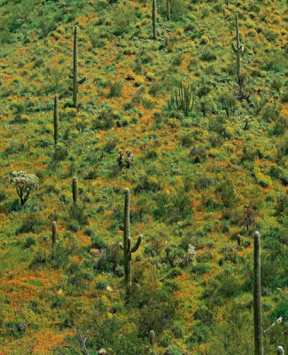 Tim Fitzharris - Saguaro cacti, Organ Pipe Cactus National Monument, Arizona