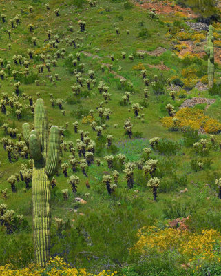 Tim Fitzharris - Saguaro and Opuntia cacti, Harquahala Mountains, Arizona