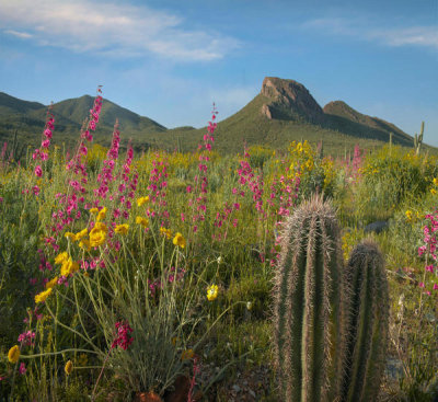 Tim Fitzharris - Saguaro cactus and wildflowers, Gonzales Pass, Superior, Arizona