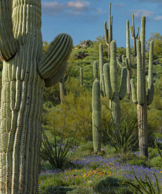 Tim Fitzharris - Saguaro cacti and Lupine flowers, Gonzales Pass, Superior, Arizona