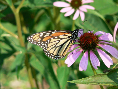 Laura Perlick - Monarch Butterfly (Danaus plexippus)