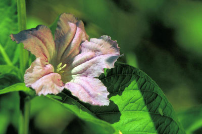 Dr. Thomas G. Barnes - Wild Petunia (Ruellia caroliniensis)