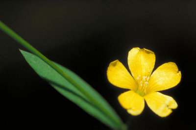 Dr. Thomas G. Barnes - Yellow Flax (Linum virginianum)