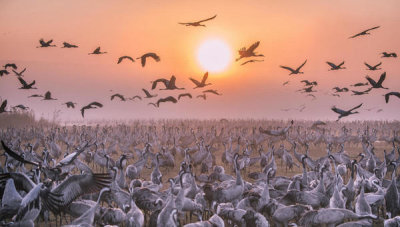 Keren Or - Cranes At Sunrise