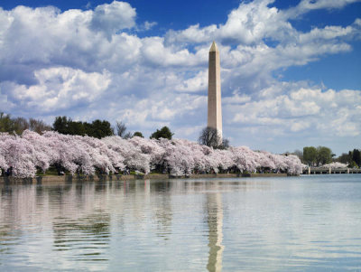 Carol M. Highsmith - Washington Monument and Cherry Blossom Trees, 2007