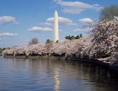 Carol M. Highsmith - Washington Monument and Cherry Blossom Trees