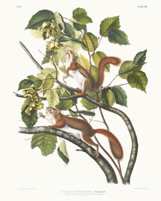 John James Audubon - Sciurus Hudsonius, Hudson's Bay Squirrel, Chickaree Red Squirrel