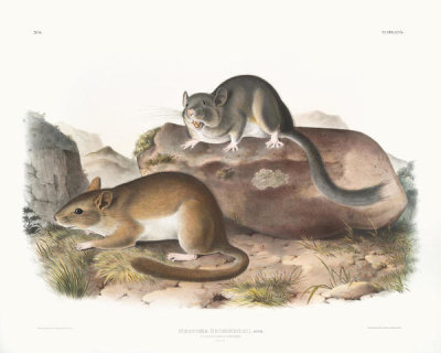 John James Audubon - Neotoma Drummondii, Rocky Mountain Neotoma