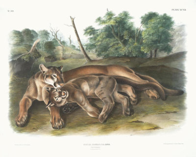 John Woodhouse Audubon - Felis concolor, The Cougar. Female & young