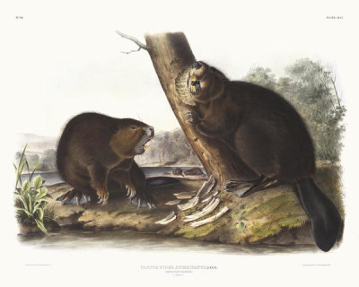 John James Audubon - Castor fiber Americanus, American Beaver