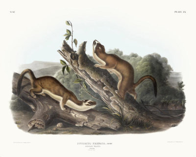 John James Audubon - Putorius frenata, Bridled Weasel