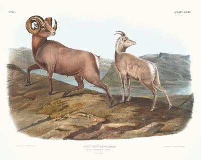 John James Audubon - Ovis montana, Rocky Mountain Sheep