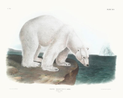 John Woodhouse Audubon - Ursus maritimus, Polar Bear
