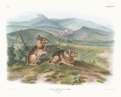 John Woodhouse Audubon - Lepus nuttallii, Nuttall's Hare