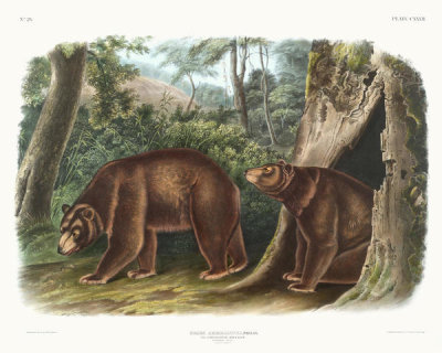 John Woodhouse Audubon - Ursus Americanus, var. Cinnamonum, Cinnamon Bear