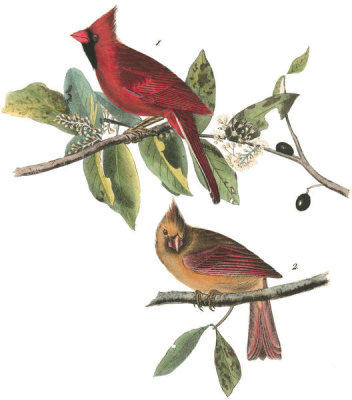 John James Audubon - Common Cardinal Grosbeak