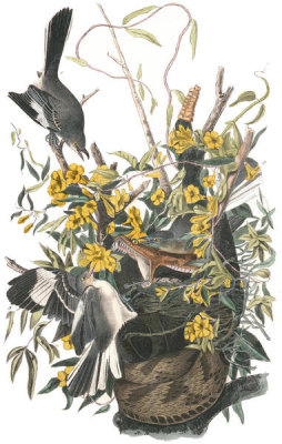 John James Audubon - Common Mocking Bird