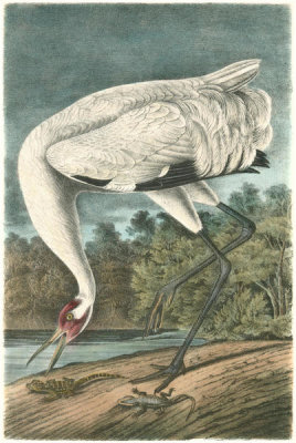 John James Audubon - Whooping Crane