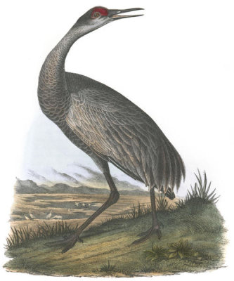 John James Audubon - Whooping Crane, Young