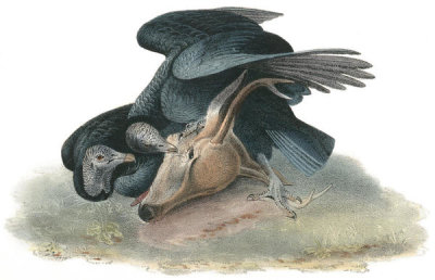 John James Audubon - Black Vulture or Carrion Crow
