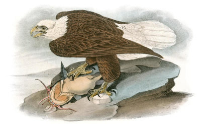 John James Audubon - White-headed Sea Eagle, or Bald Eagle