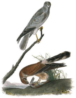 John James Audubon - Common Harrier