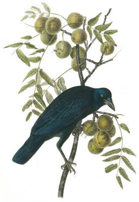 John James Audubon - Common American Crow