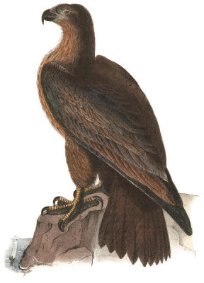 John James Audubon - Washington Sea Eagle