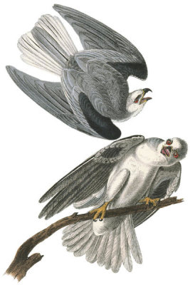 John James Audubon - Black-shouldered Elanus