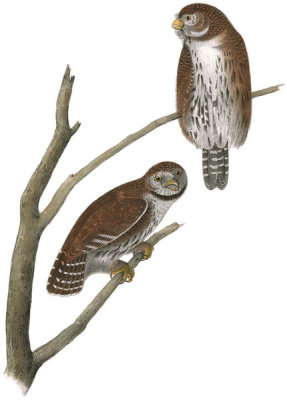 John James Audubon - Columbian Day-Owl