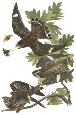 John James Audubon - Night Hawk