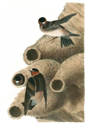 John James Audubon - Cliff Swallow