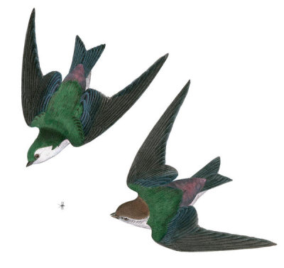 John James Audubon - Violet-Green Swallow