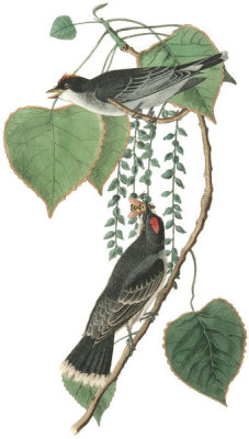 John James Audubon - Tyrant Flycatcher or King Bird