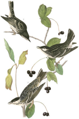 John James Audubon - Black-poll Wood-Warbler